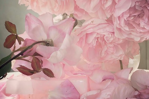 Nick Knight photographer Roses Albion Barn