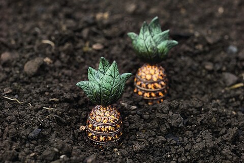 Carrots in earth