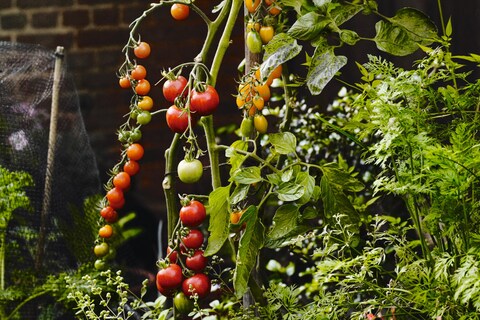 008-9 Great Dixter Andrew Montgomery. Courtesy Phaidon