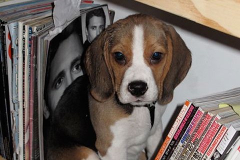 Henry as a puppy