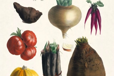 The Vegetable Garden