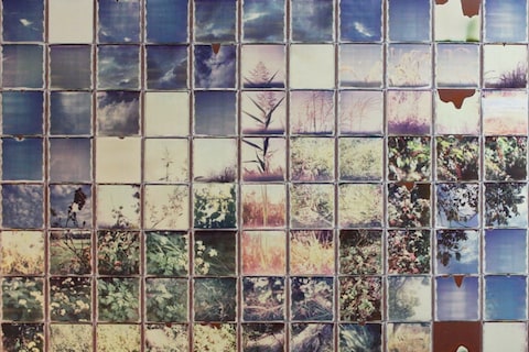 Grasses and Rushes 2