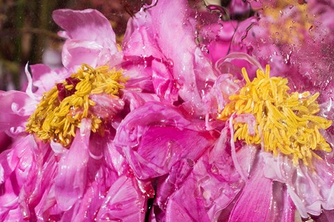 Maisie Cousins Rubbish, Dipping Sauce, Grass, Peonie, Bum
