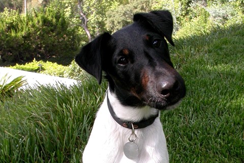 Angus at three-years-old