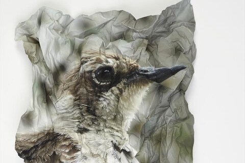 Ritual for Reconciliation: Mockingbird, Galapagos Islands