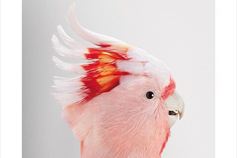 Neville, Major Mitchell’s Cockatoo