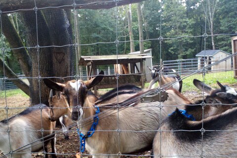 Sheena and friends, Bedford Hills
