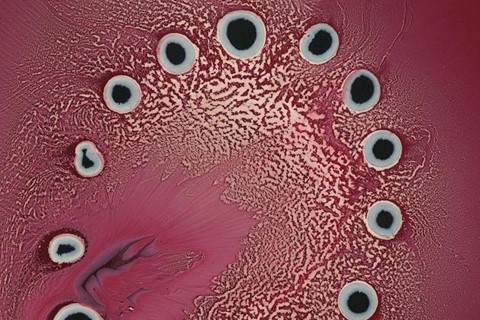 Taken from the Nature Paintings series by Keith Tyson, 2008 