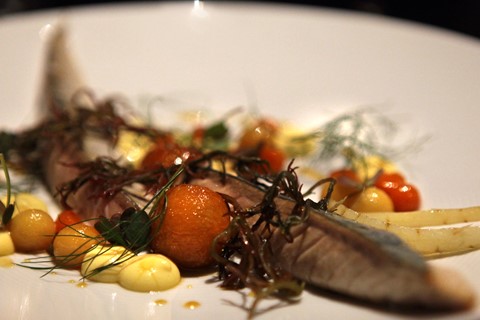 Fiskebaren mackerel