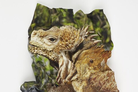 Ritual for Reconciliation: Galapagos Land Iguana (Conolophus