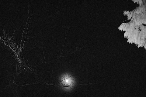 Full Moon and Feather Tree