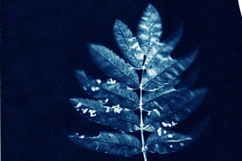 CYANOTYPE_-5
