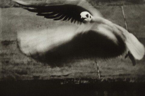 La mouette 1998