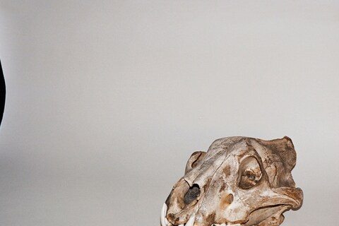 The Grant Museum of Zoology
