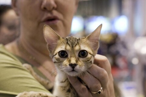 Fellpurrs Cleopatra, an Egyptian Mau at Supreme 2011