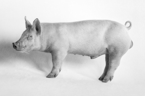 The Big Nudes by Heji Shin