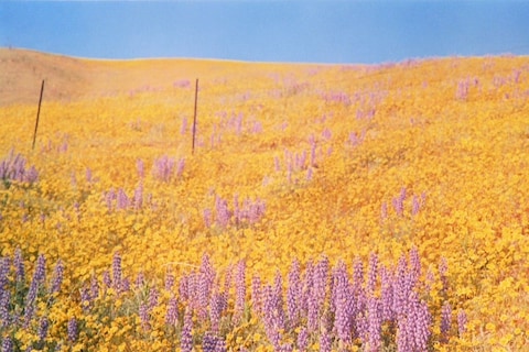 Field of flowers, William Eggleston