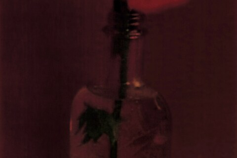 Le pavot 1997