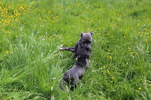 Reggie playing