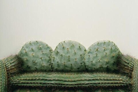 Cactus sofa