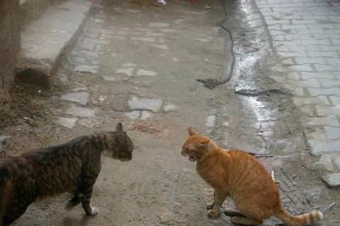 Feline observers, Photography Ana Finel Honigman