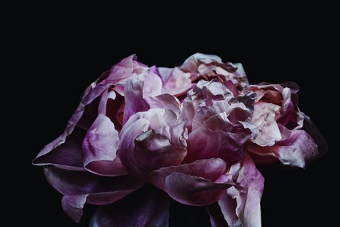 Rose-9199, 2013