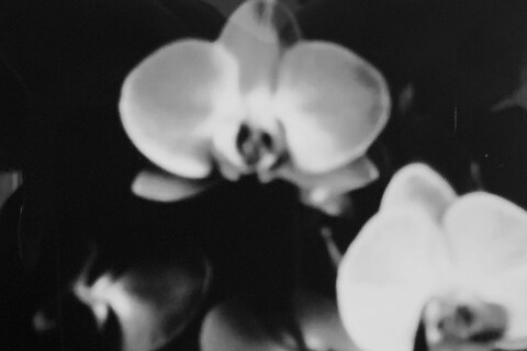 Emmi and the Orchids