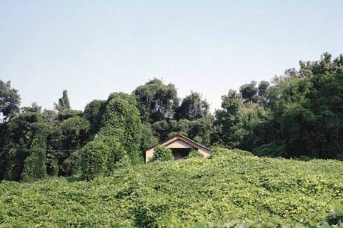 Kudzu iii, Vicksburg, Mississippi