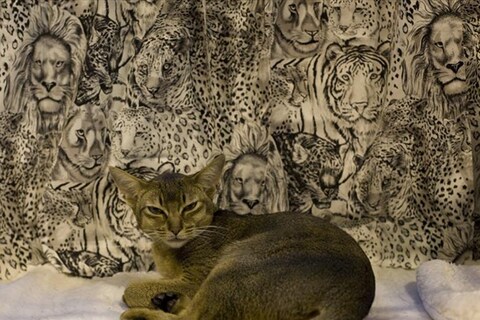 Abyssinian at Supreme 2011