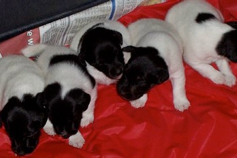 India at three weeks, Thanksgiving 2005. She is the one in t