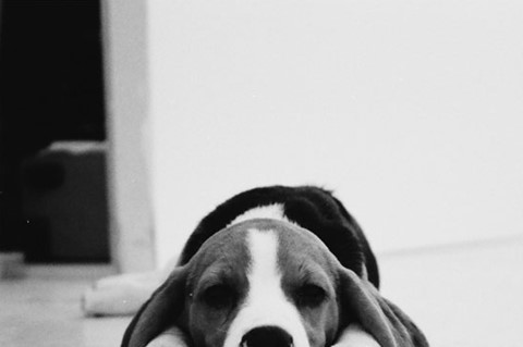 Henry