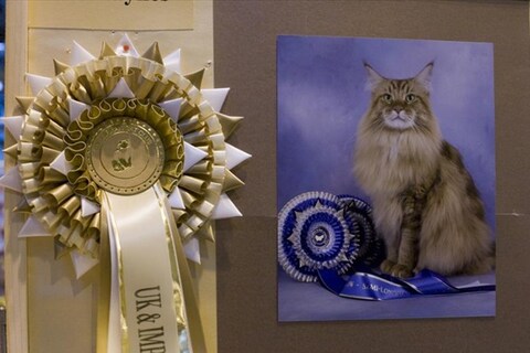 Dairymaine Sarnia Cherie, a Maine Coon at Supreme 2011