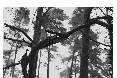 Michael Schmidt, Untitled (from Natur), 1988-89/2005