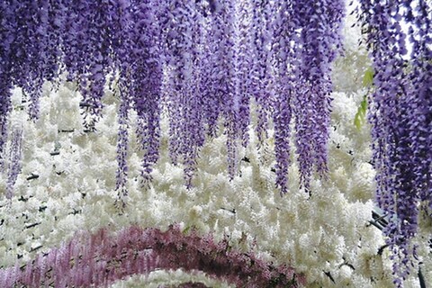 The Wisteria Tunnel at Kawachi Fuji Gardens, Japan