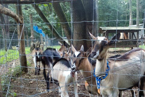 Sheena and friends, Bedford Hills