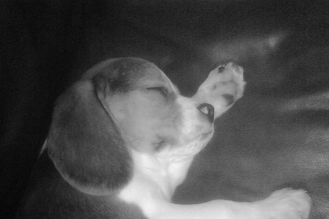 Henry as a puppy