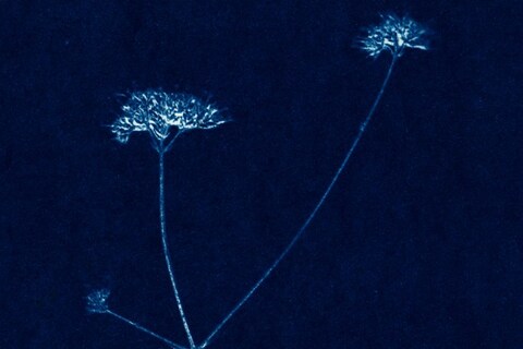 CYANOTYPE_-6