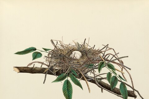 Carolina Dove (a.k.a. Turtle Dove)