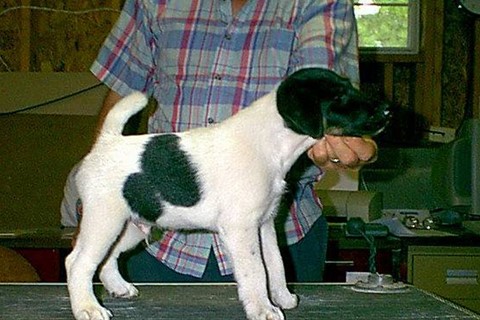 Angus at two-months-old