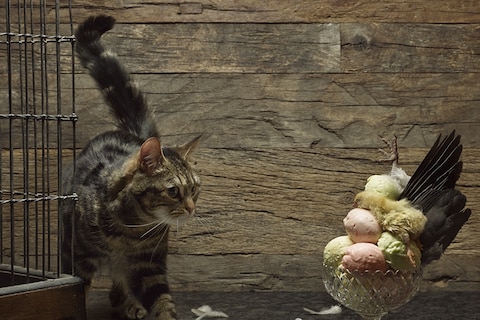 Florence eats Wood Pigeon Sundae
