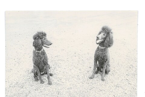 From Dogs by Mark Peckmezian