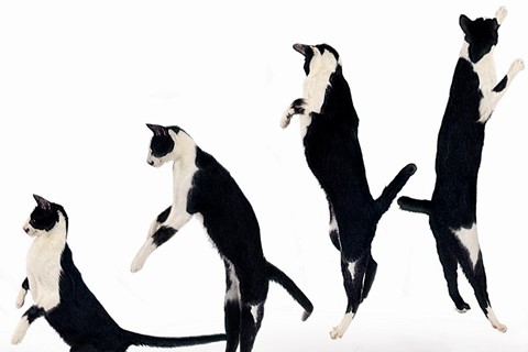 Image from Dancing with Cats by Burton Silver