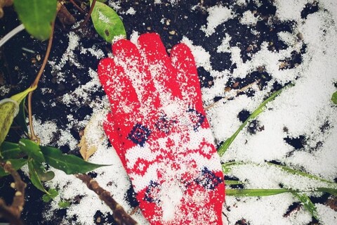 Little Book of Lost Gloves