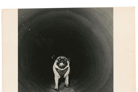 From Dogs by Mark Peckmezian