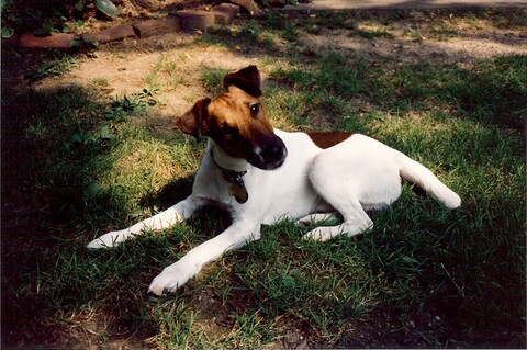 Our first Smooth Fox Terrier John, 1988-2001