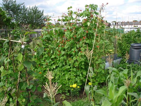 Beans and corn at Simon Foxton&#39;s allotment