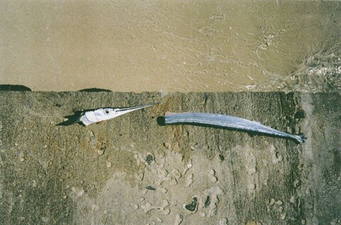 Mona Hatoum&#39;s Garfish (Bequia), 1996.