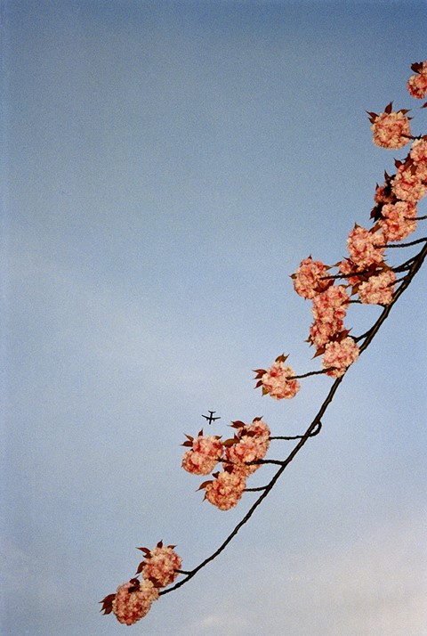 Chris Steele-Perkins, Cherry tree with plane, 2001