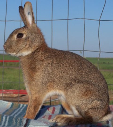 AnOther's Top Ten (Easter) Bunnies | AnOther