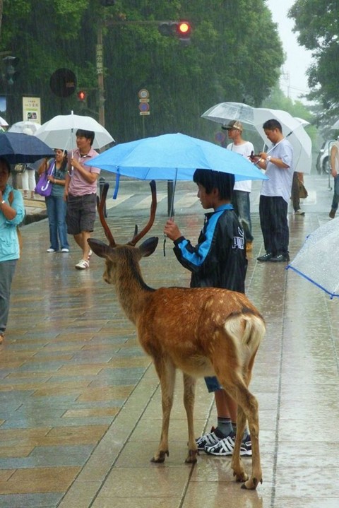 Boy shelters deer, Japan